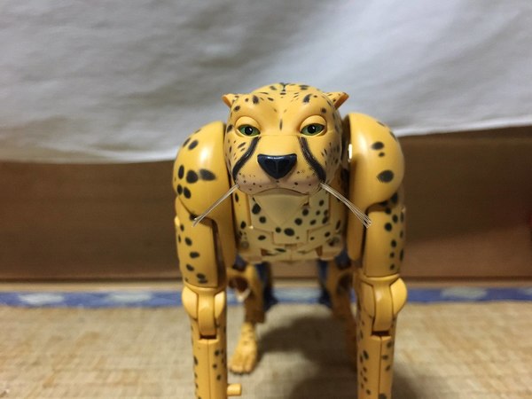 MP 34 Cheetor In Hand Pictures Of Beast Wars Masterpiece Figure 06 (6 of 23)